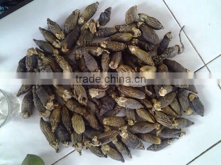 DRIED BETEL NUT (export.vilaconic(at))
