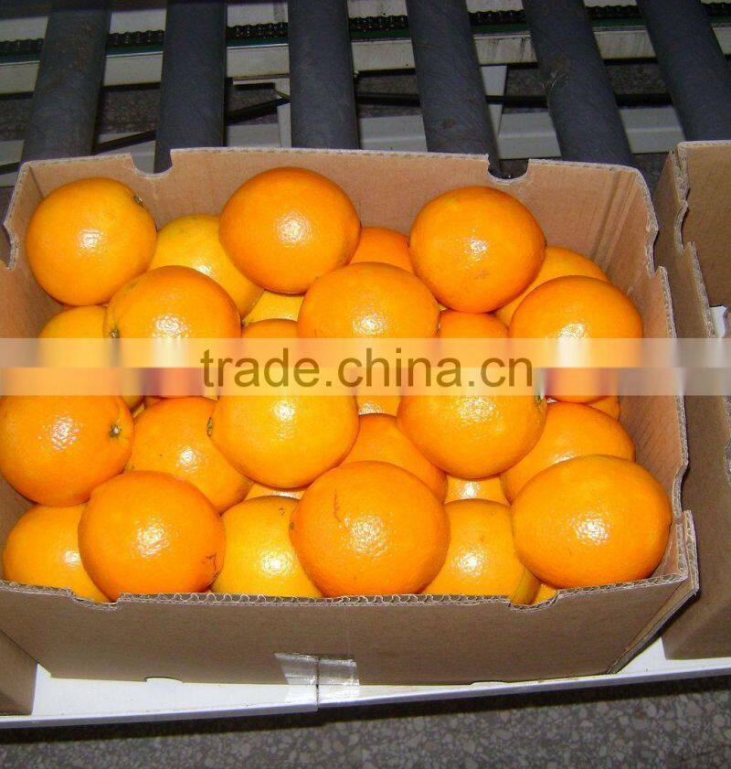 Bulk Navel Orange Fruits for Sale