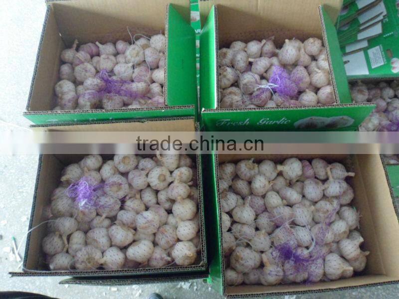 Supply 2016 Fresh Normal White Garlic