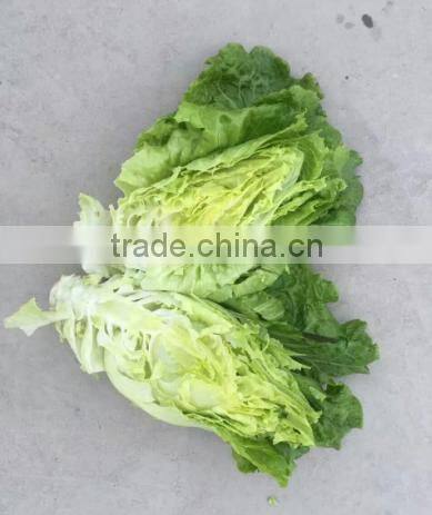 2016 Chinese vegetable hybrid resistance heat Lettuce Seed for Growing-letuuce 369