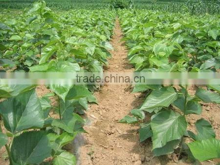 Morus alba L seedling