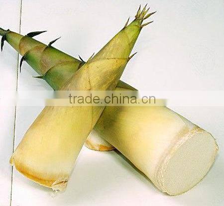 Fresh Bamboo Shoots With Tin Package