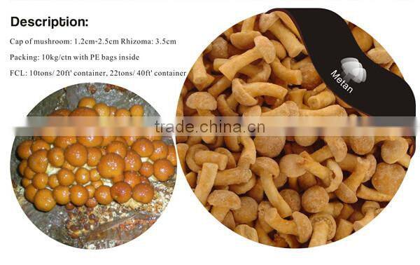 Frozen Nameko Mushroom/ IQF Nameko Food