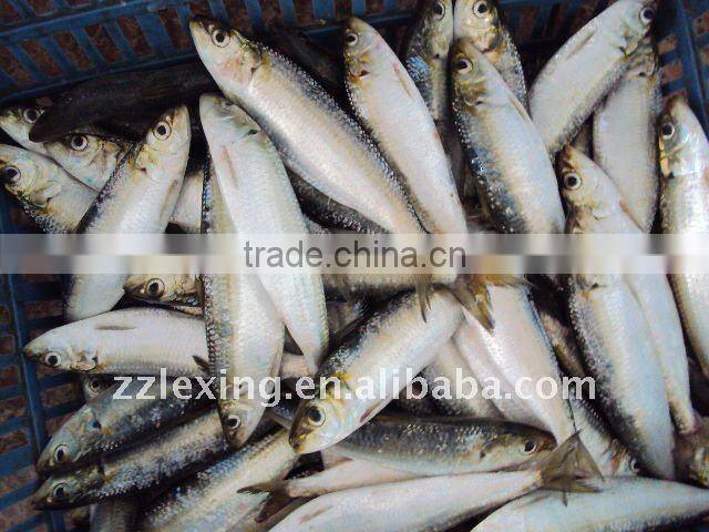 frozen whole round sardine for bait