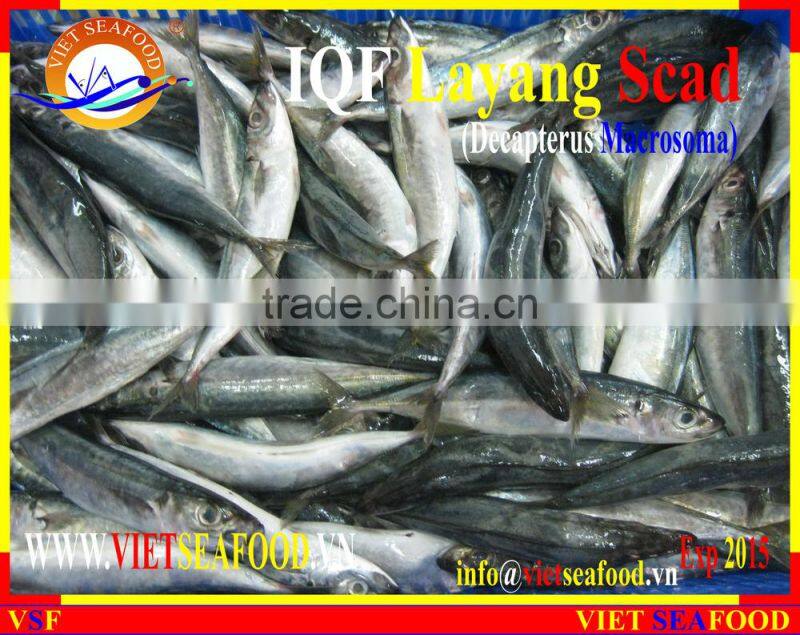 IQF LAYANG SCAD WHOLE ROUND