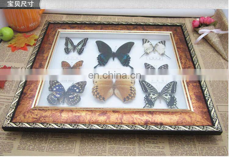 butterfly in wooden frame for collection and gifts