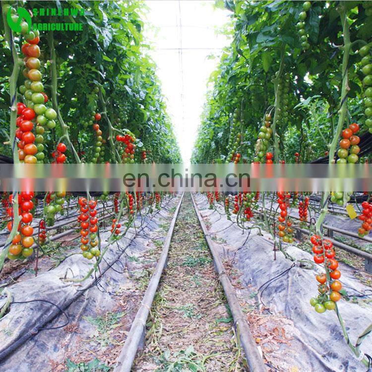 Eggplant Hydroponics and Coconut Cultivation Equipment/Hydroponics Growing Systems