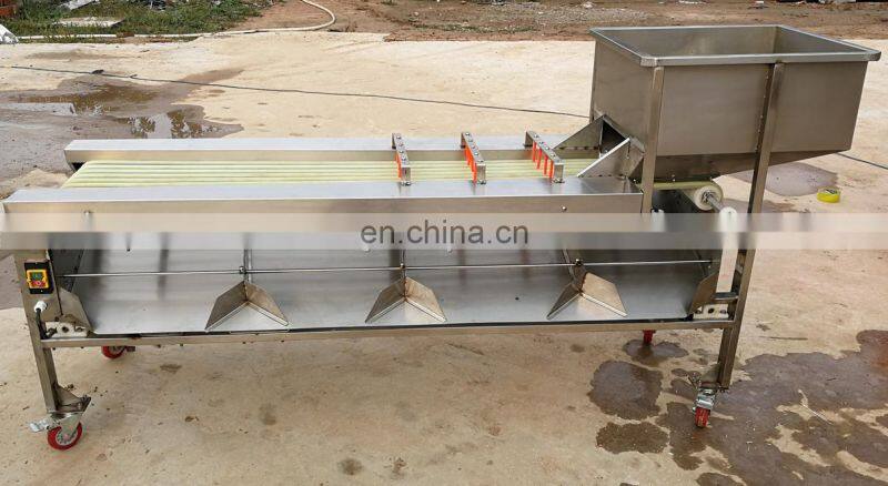 Full Automatic dragon fruit sorting machine cleaning sorter belt sorting equipment