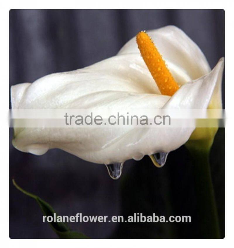 2016 fashion graceful white calla lily flower to express global