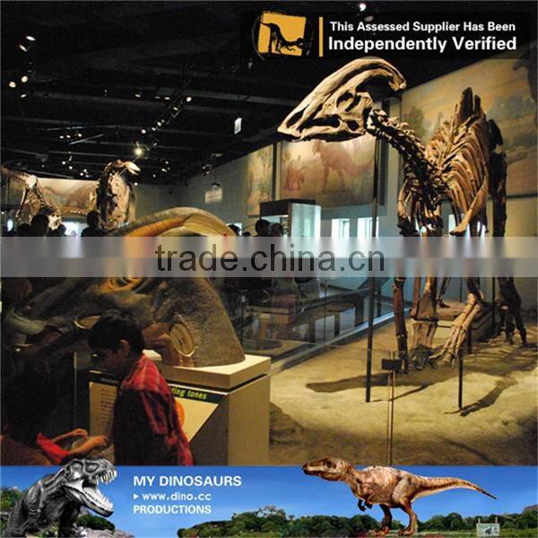 MY Dino-C039 Assembly dinosaur skeleton for indoor decoration