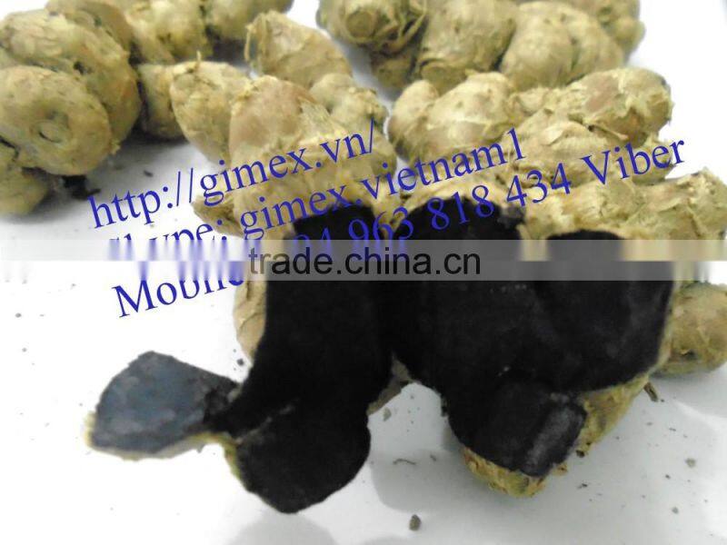 GIMEX VIET NAM PURPLE GINGER