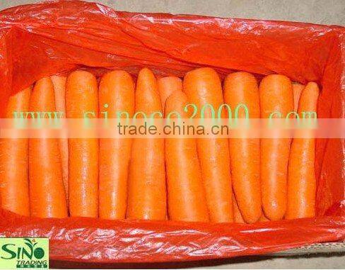 carrot planter
