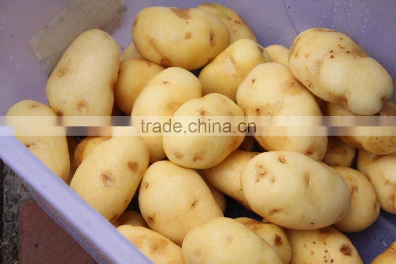 MSTP-1000 Industrial potato peeler,potato peeling machine,potato polishing machine