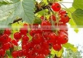 calcium nitrate fertilizer