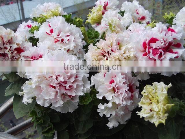 Fruity Flower Fulvic acid fertilizer