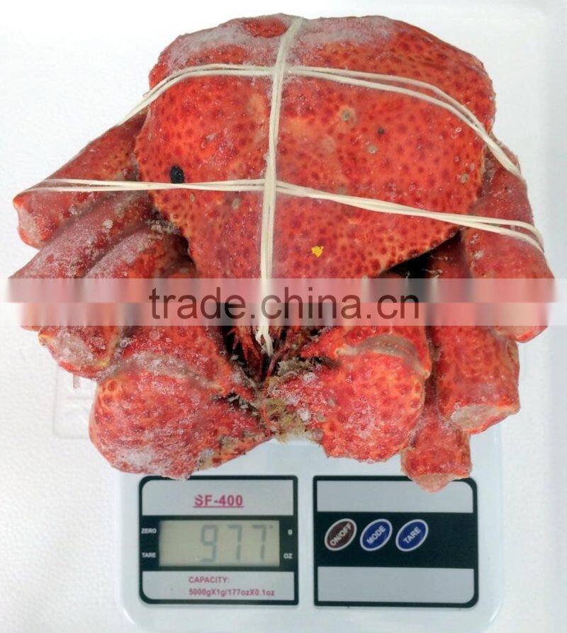 Hairy Snow Crab Antarctica