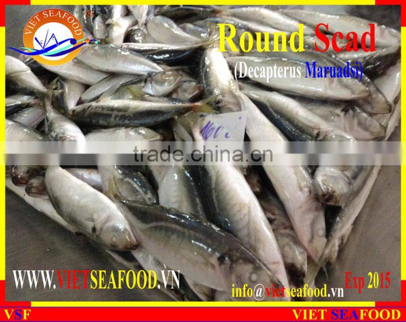 FROZEN MARUADSI WHOLE ROUND (ROUND SCAD)
