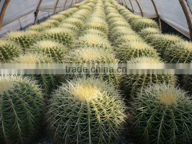 Echinocactus plants