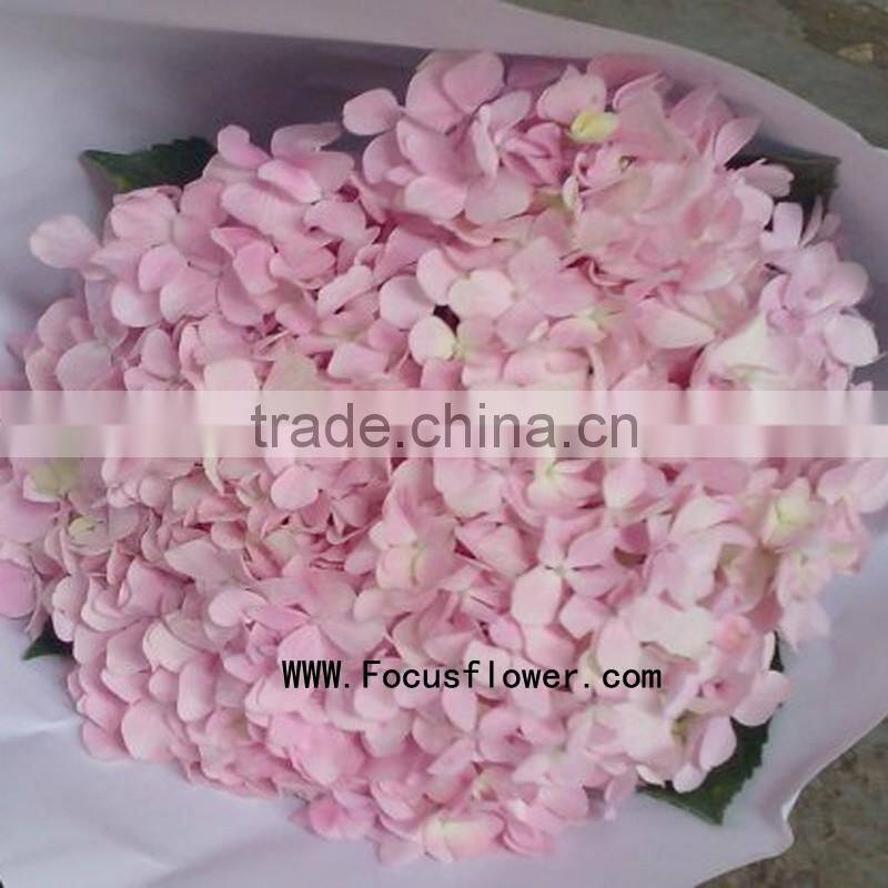 High-class fresh cut flowers colombia silk vision flowers wholesale kunming flower exporter from rolane