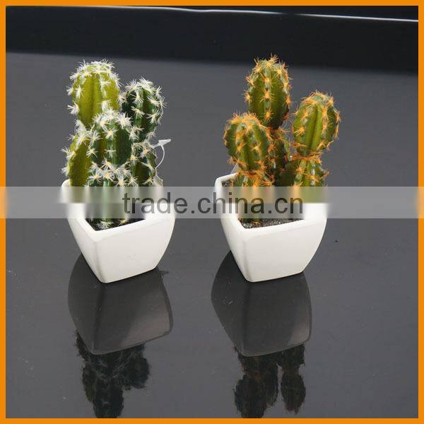 Best selling factory direct price tropical plants mini potted cactus