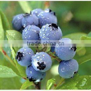 offee bean classifier machine/soybean grading machine/blueberry grading machinery