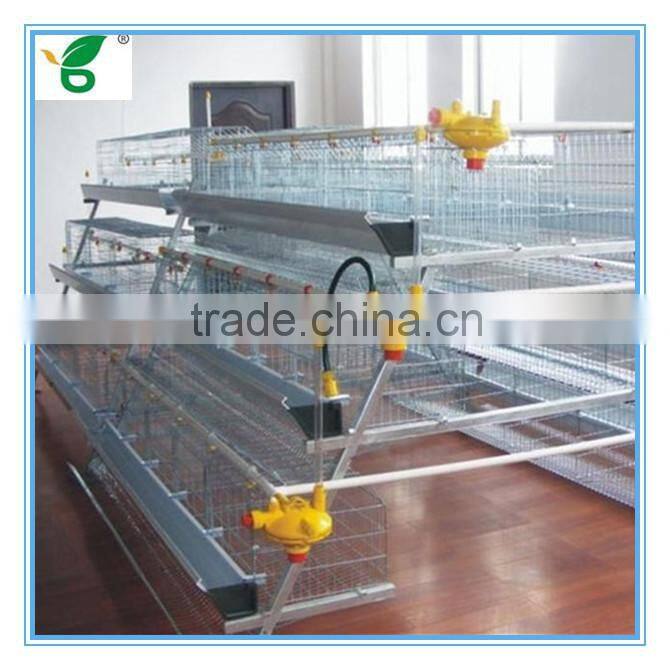 high efficiency automatic egg collection system