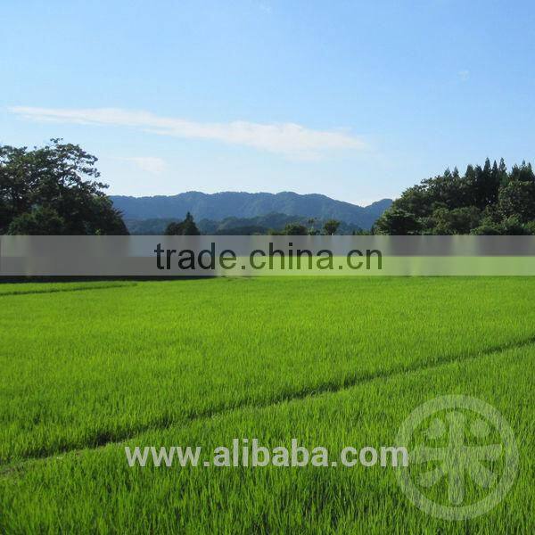 Japanese rice (Japonica rice) Niigata Koshihikari , Organic rice - Uonuma Koshihikari - JAS certified