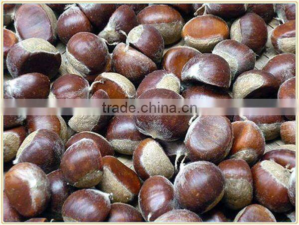 2015 High Quality Fresh Raw Chestnuts