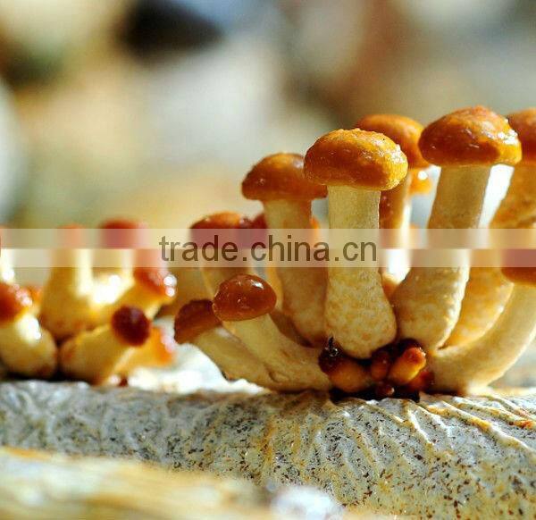 Frozen nameko mushroom