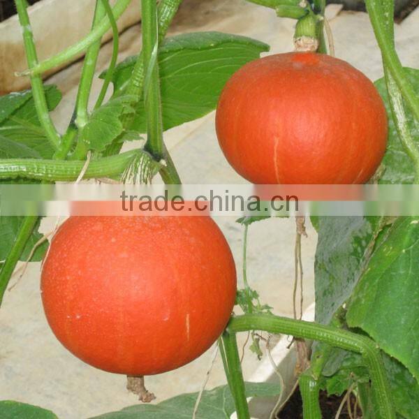 PU05 Hongli no.2 f1 hybrid orange round pumpkin seeds for planting, 2 to 4kgs in weight, powdery mildew resistant