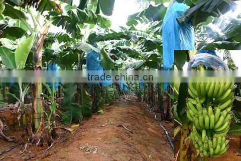 biodegradable Non Woven fabric Plant cover