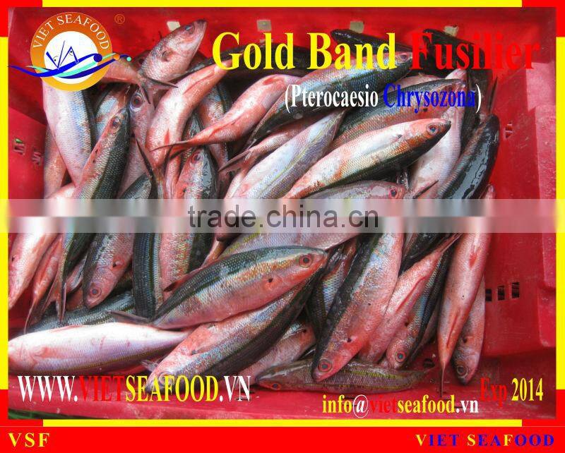 W/R FROZEN GOLD BAND FUSILIER