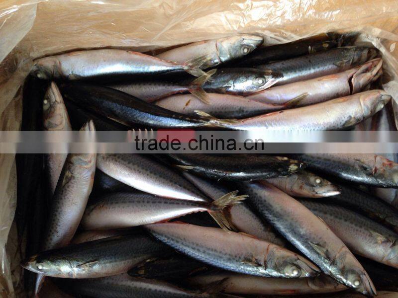 Frozen mackerel catched on 7.14 2.014