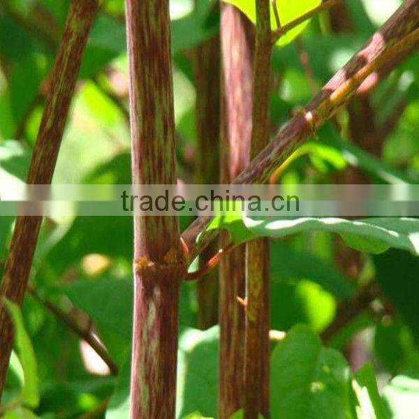 Natural Antioxidants Resveratrol Extract