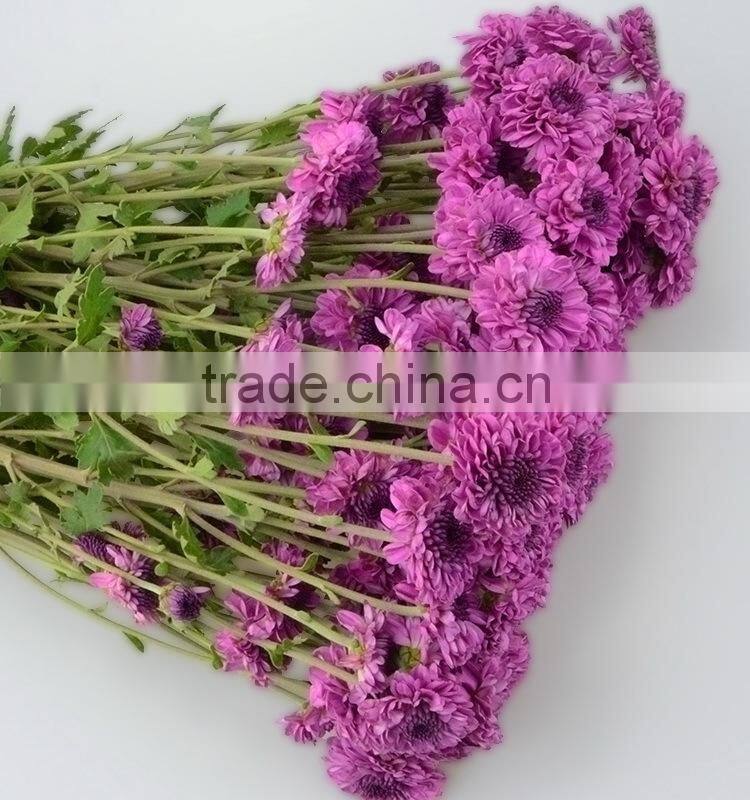 Alibaba china hot selling chrysanthemum from yunnan