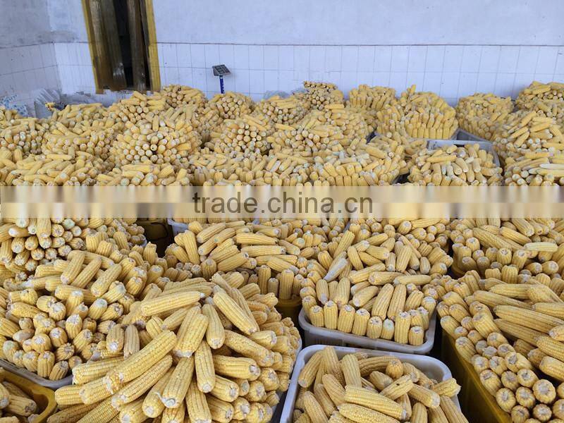 frozen sweet corn kernel