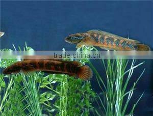 aquatic product to promote algae growth