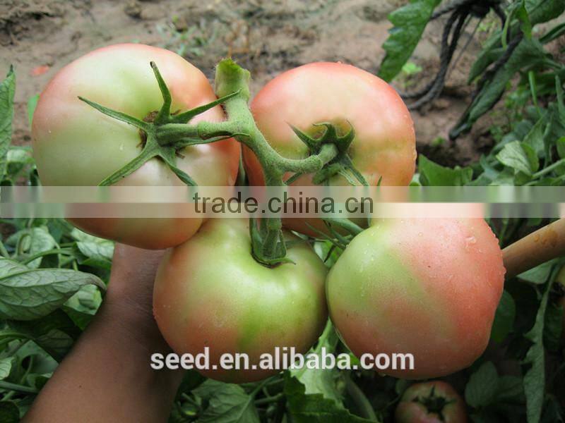 High Resistance TY Tomato Pink Tomato Seed