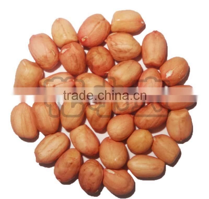 Huaxiaobao Peanut Variety domination: Zhongkaihua 1