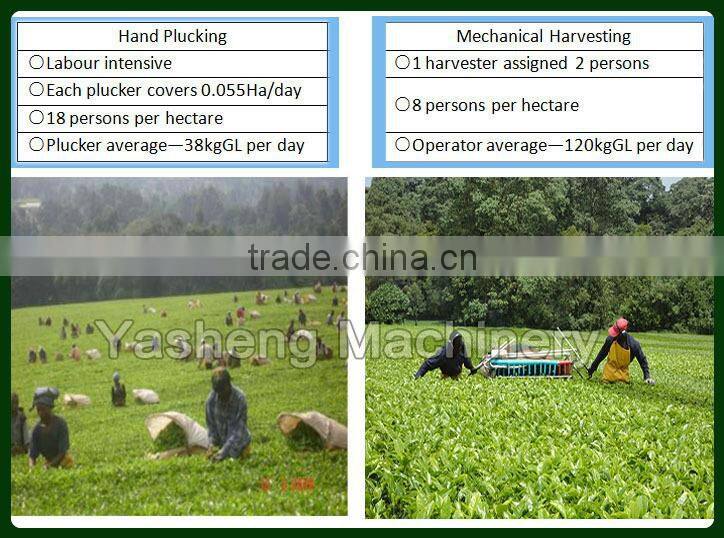 Hot Sale Tea Plucking Machine for Sale