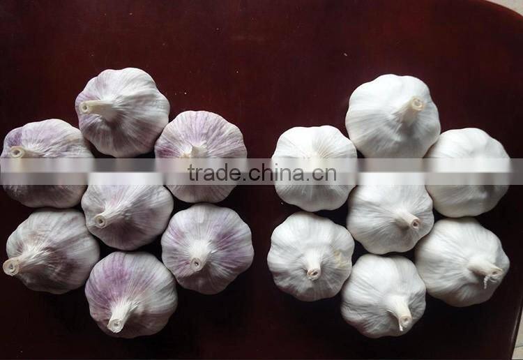 China Red Garlic Price Store Garlic