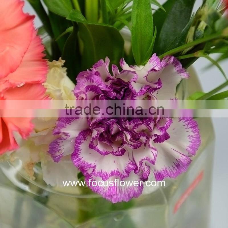 Building Decoration Natural Carnation Flowers For Wholesale Purple High Quality Carnation