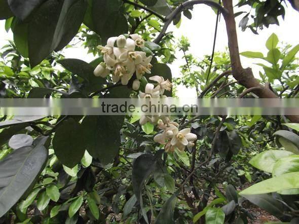 Grade A Shatian pomelo