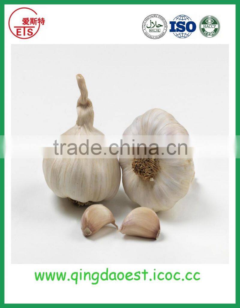 Fresh garlic with good price new fresh normal white garlic