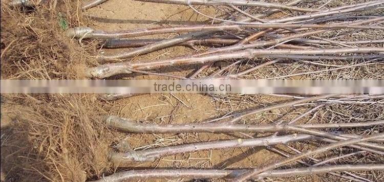 Cherry tree seedling