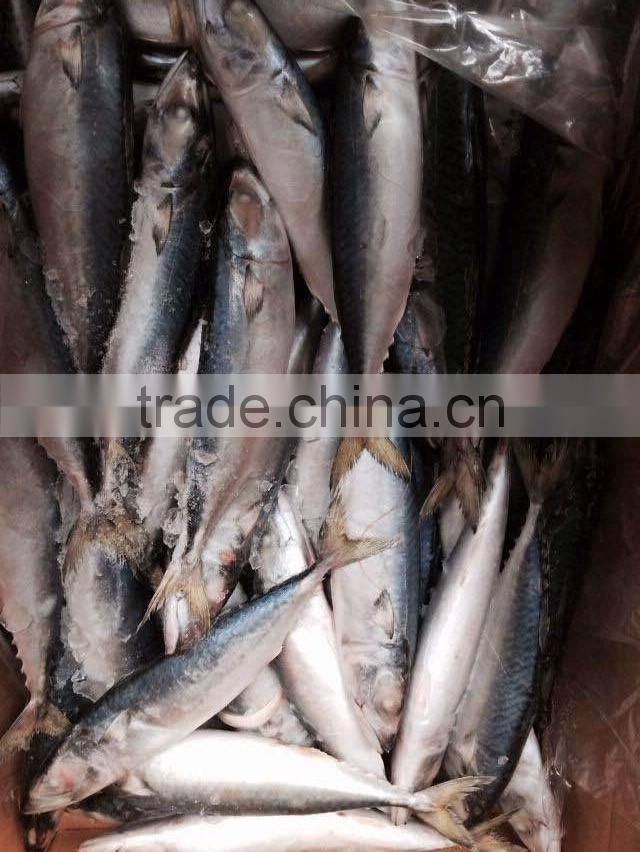 Land Frozen Mackerel Fish