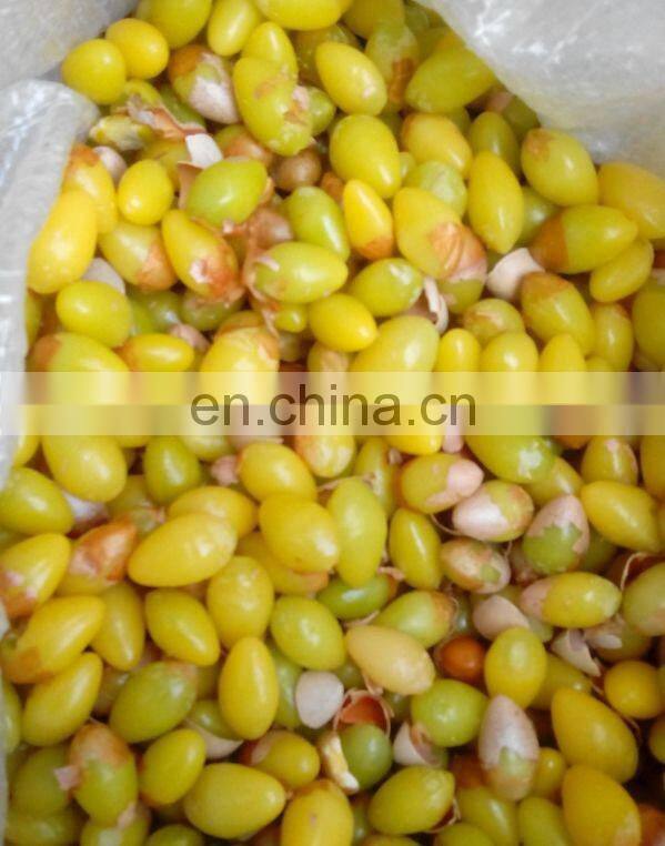 Good quality Gingko nut sheller/Ginkgo shelling machine/Gingko hulling machine