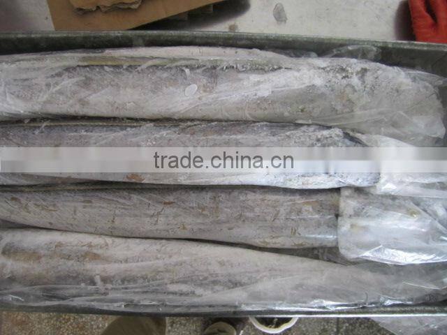 ribbon fish new arrival