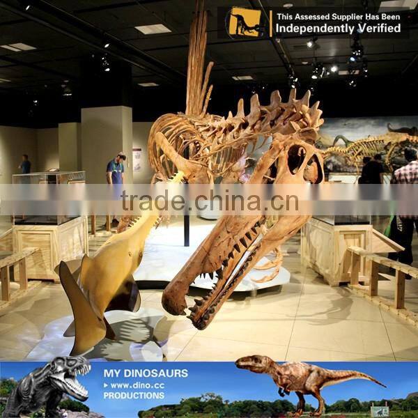 MY Dino-C052 Life size skeleton model of dinosaur spinosaurus