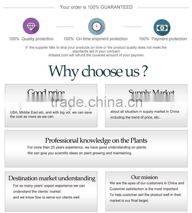 Heart shape lucky bamboo